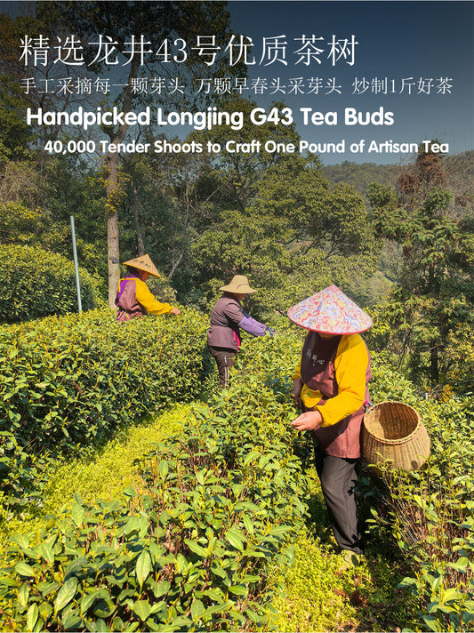 West Lake Longjing Tea, China